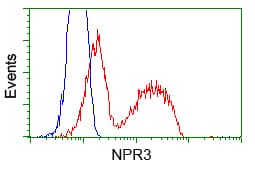 NPR3 Antibody (clone OTI11B5)