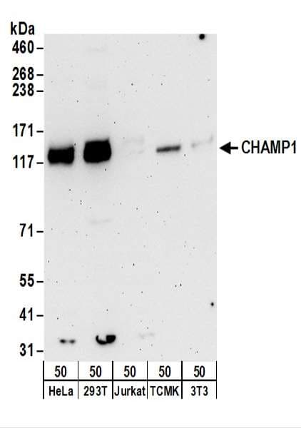 C13orf8 / ZNF828 Antibody (aa1-50)