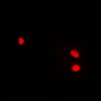 HELLS Antibody
