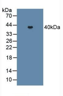 PCOLCE2 Antibody (aa297-415)