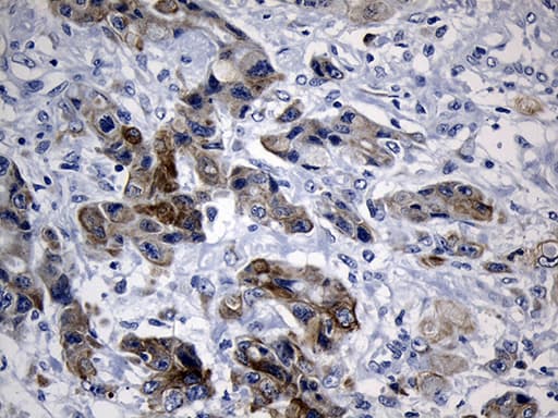 NAF-1 / CISD2 Antibody (clone OTI4D12, Carrier-free)