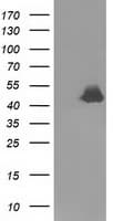 RNH1 Antibody (clone OTI1B7)