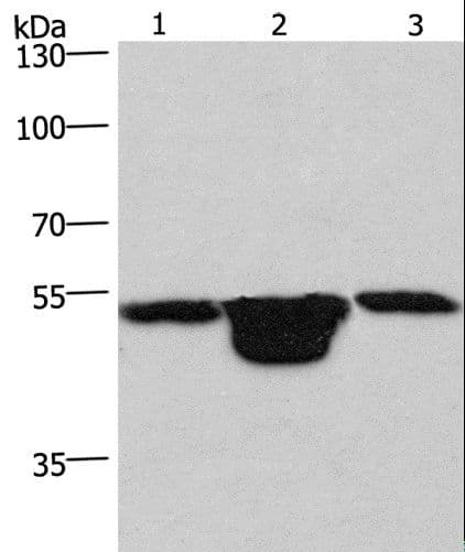 PLEKHO1 / CKIP-1 Antibody