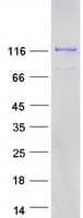 Human KIF5C Protein (Recombinant Myc-DDK (Flag))