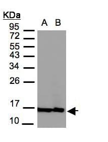 H2AFZ / H2A.z Antibody (C-Terminus)