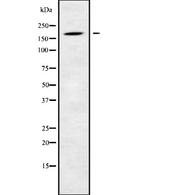 LTBP1 / LTBP-1 Antibody