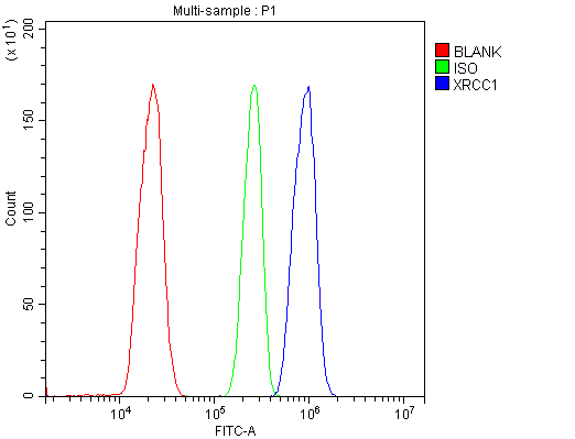 XRCC1 Antibody