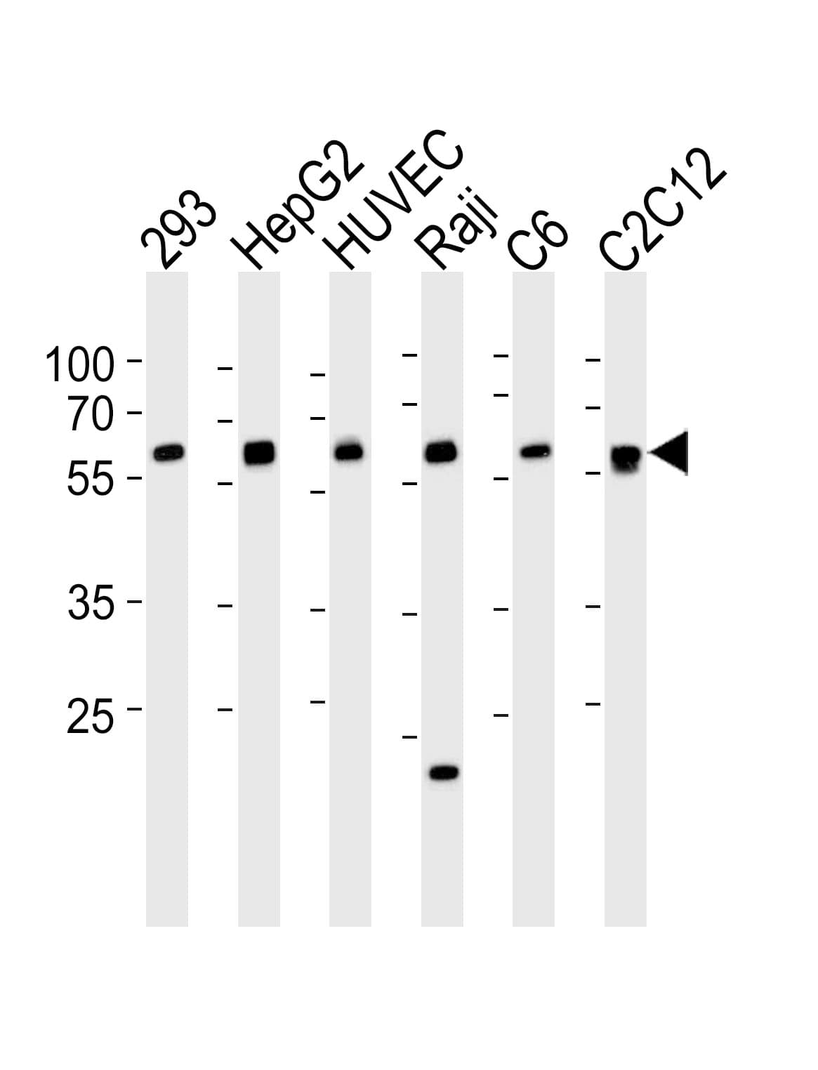 SPHK / SPHK1 Antibody (aa286-315)