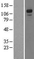 NFAT4 / NFATC3 Protein (Over-Expression Lysate Myc-DDK (Flag))