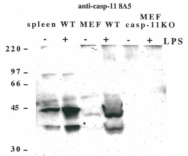 CASP4 / Caspase 4 Antibody (clone 8A5)