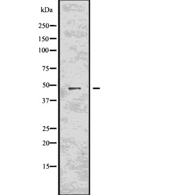 CASP5 / Caspase 5 Antibody