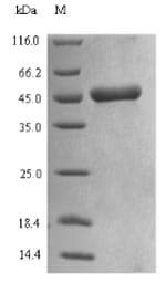 Wheat Alpha/beta-gliadin MM1 Protein (Recombinant 6His-SUMO, N-terminus)