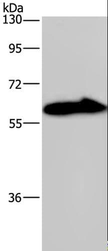 KV6.4 / KCNG4 Antibody