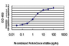 ZIC4 Antibody (clone 3A2)
