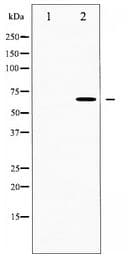 CDC25B Antibody