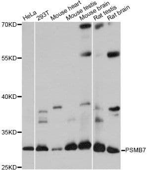 PSMB7 Antibody