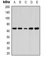 LMNB1 / Lamin B1 Antibody (Internal)