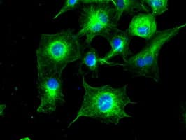 TUBA8 / Tubulin Alpha 8 Antibody (clone OTI2G6, Carrier-free)