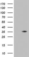 Monoclonal Mouse anti-Human KLK8 / Kallikrein 8 Antibody (clone OTI6D6, aa33-260, WB)