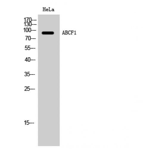 Polyclonal Rabbit anti-Human ABCF1 Antibody (760-840 aa, C-terminal, WB)