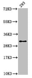 HIST1H2AI Antibody