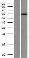 Human SYNCRIP / HnRNP Q Protein (Over-Expression Lysate Myc-DDK (Flag))