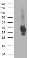 HSPBP1 Antibody (clone OTI1F3)