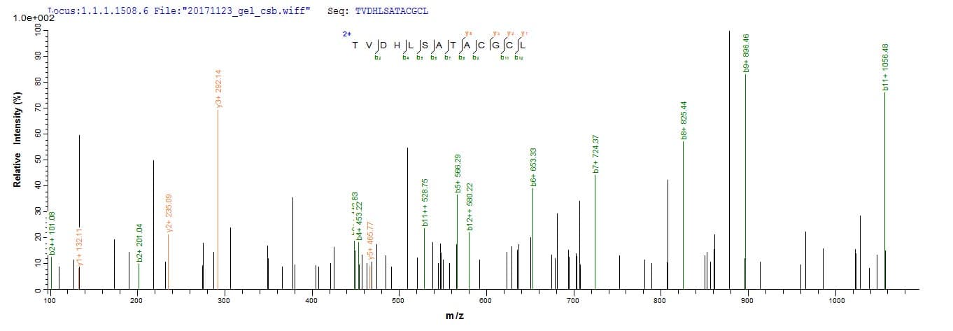 Rat ARTN / Artemin Protein (Recombinant 10His, N-terminus + Myc, C-terminus)