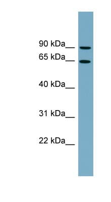 SLC12A8 Antibody (aa179-228)