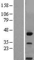 CD300LG Protein (Over-Expression Lysate Myc-DDK (Flag))