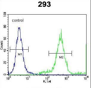 Polyclonal Rabbit anti-Human FAM26E Antibody (aa214-243, WB)