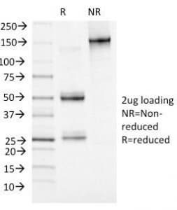 MCM7 Antibody (clone MCM7/1469, Azide-free, BSA-free)