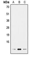 Histone H4 Antibody (N-Terminus)
