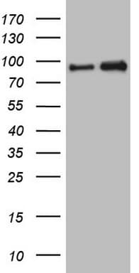 NKRF / NRF Antibody (aa1-296, clone OTI4C2)