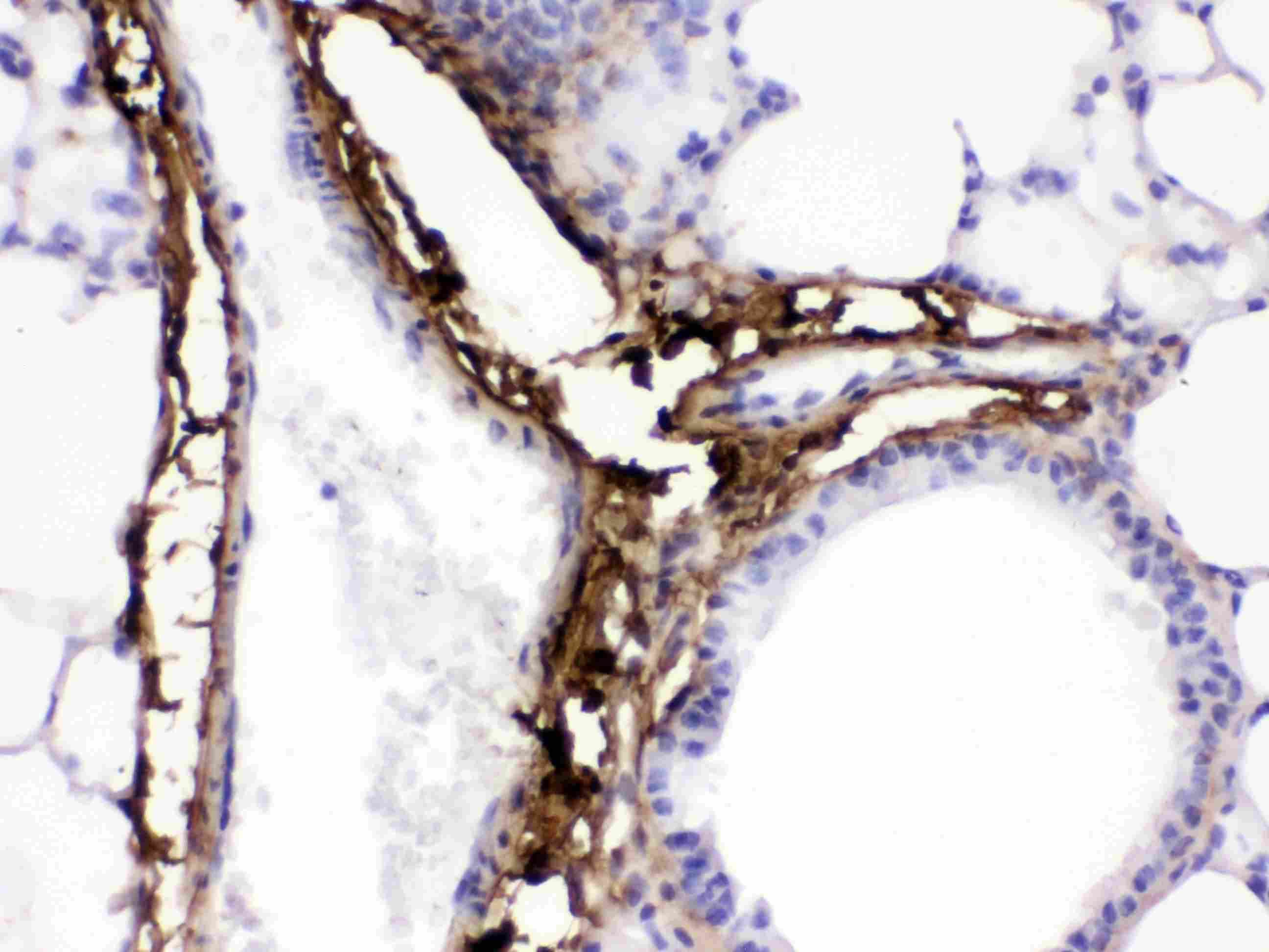 COL1A1 / Collagen I Alpha 1 Antibody (aa1185-1207)