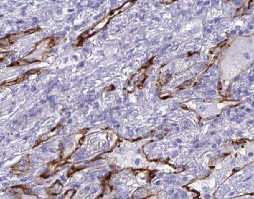 AQP4 / Aquaporin 4 Antibody