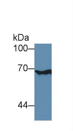 XRCC6 / Ku70 Antibody (aa319-538, APC)