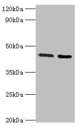 CHRFAM7A Antibody (aa1-150)