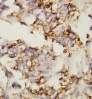 CDH2 / N Cadherin Antibody (aa701-714)