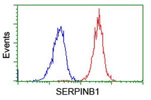 SERPINB1 Antibody (clone OTI3B4)