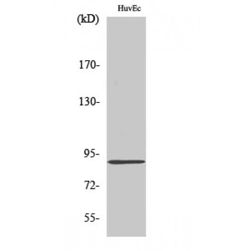 Polyclonal Rabbit anti-Human SLC4A1AP / Kanadaptin Antibody (390-470 aa, Internal, IHC, IF, WB)