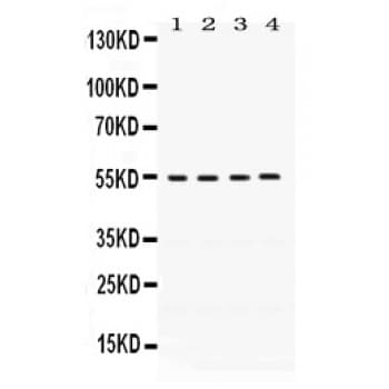 FMO2 Antibody (aa78-115)