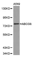 IHC-plus™ ABCG8 Antibody