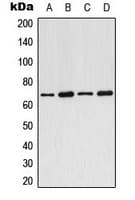ARMCX2 Antibody (Internal)