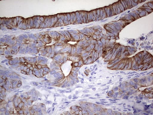 ENKUR Antibody (clone OTI6C10, Carrier-free)