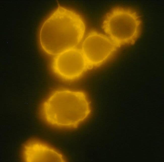 CD34 Antibody (clone 4H11[APG])