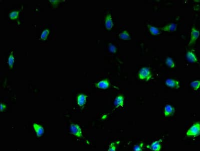 IHC-plus™ TMEM47 Antibody