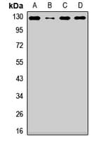 NCKAP1 / NAP125 Antibody