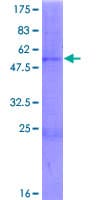 Human CHST13 Protein (Recombinant GST)