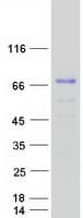 Human FAM196A Protein (Recombinant Myc-DDK (Flag))